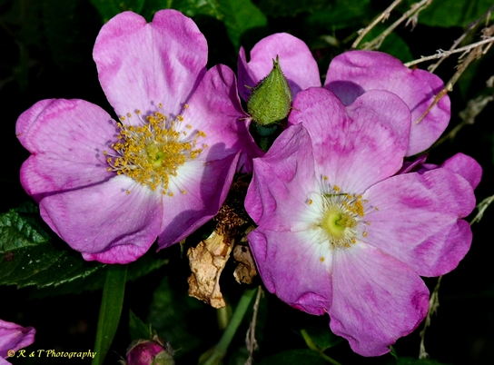 {Rosa setigera}